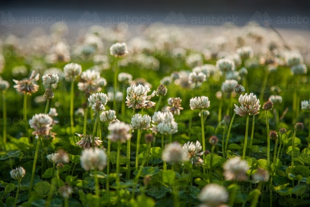 Patch of flowering clover by the roadside - Australian Stock Image