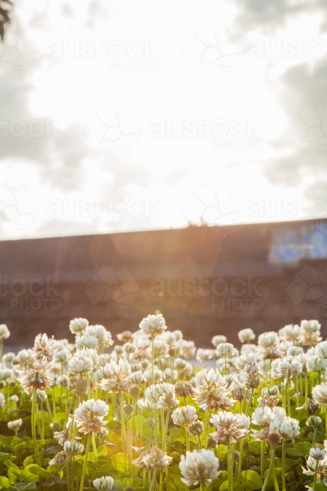 Patch of flowering clover by the roadside - Australian Stock Image