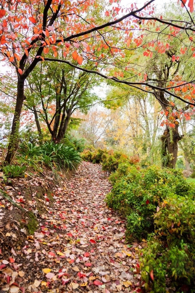 Path covered in autumn leaves in Alex Stockwell Gardens - Australian Stock Image