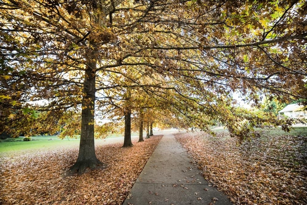 Path leading under trees with orange yellow autumn leaves - Australian Stock Image