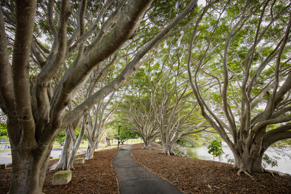 Path lined by spindly trees at the Evandale Parklands on the Gold Coast - Australian Stock Image