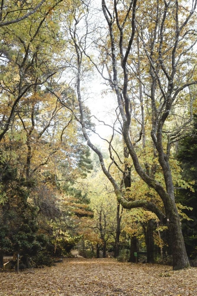 Path through autumn trees in Hollybank Forest - Australian Stock Image