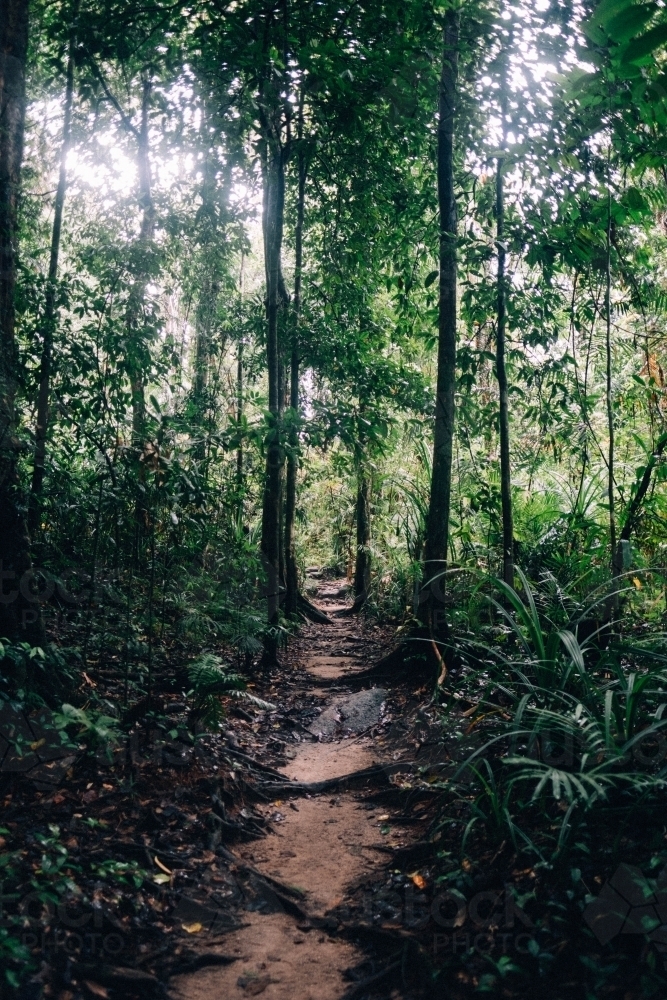 Path through rain-forest in Mossman Gorge - Australian Stock Image