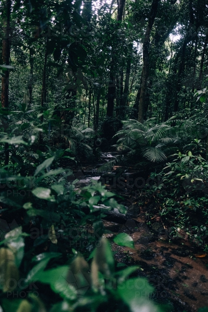 Path through rain-forest in Mossman Gorge - Australian Stock Image
