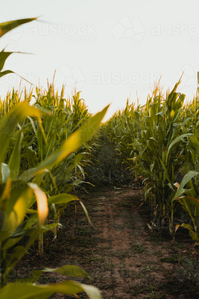 Pathway cutting through a dense cornfield during sunrise. - Australian Stock Image