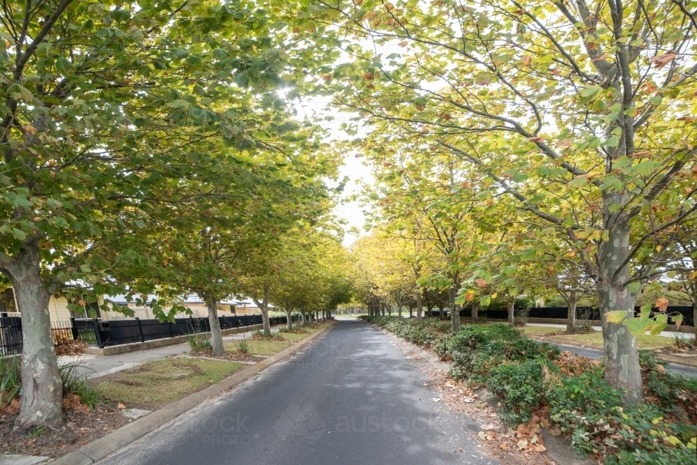 Pathway of autumn trees along a suburban road - Australian Stock Image