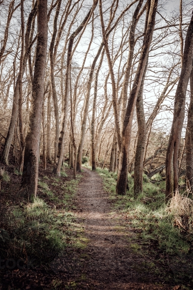 Pathway through forest of leafless trees - Australian Stock Image