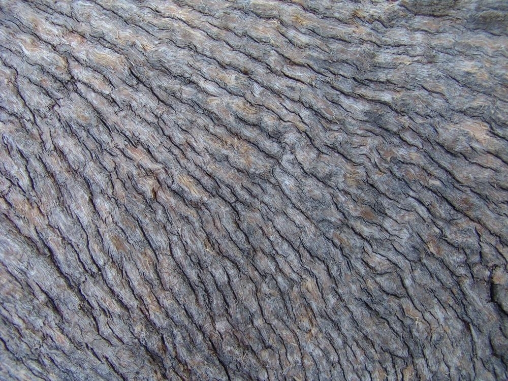 Pattern of tree bark - Australian Stock Image