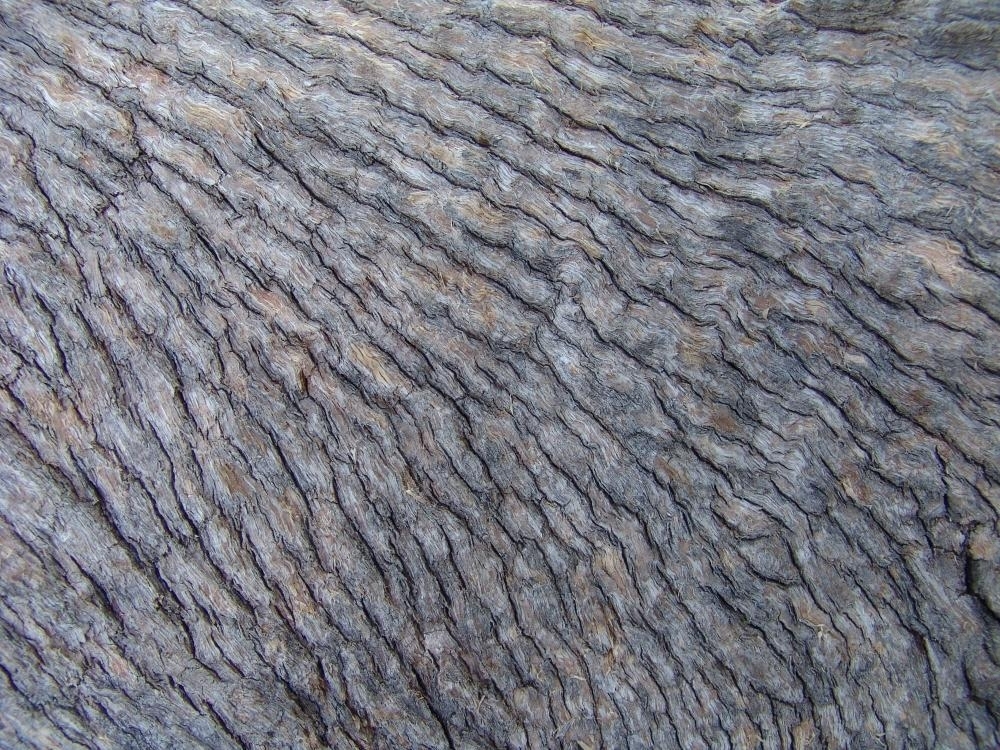 Pattern of tree bark - Australian Stock Image