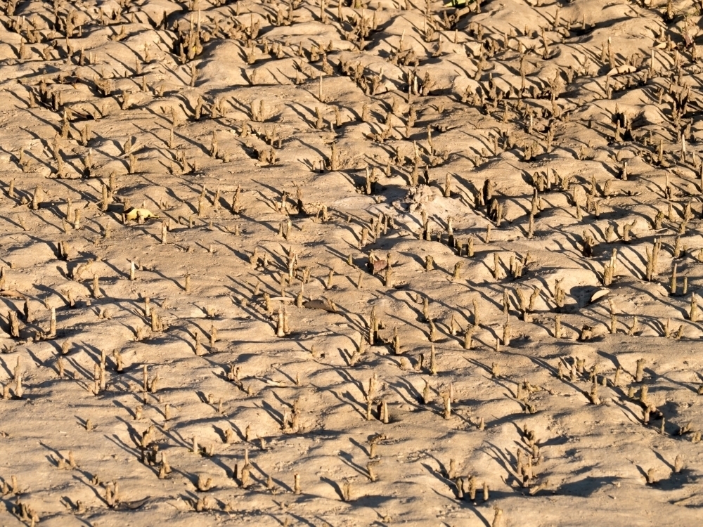Patterned surface of a mangrove mud flat - Australian Stock Image