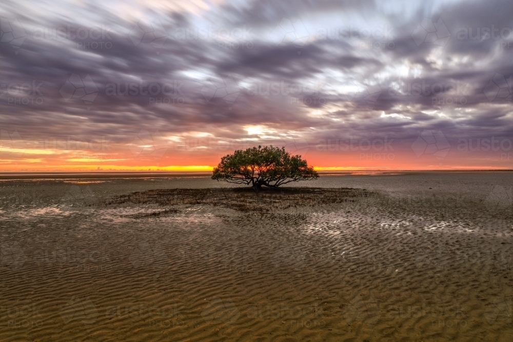 Patterns in sand leading to sun rising behind lone tree at low tide - Australian Stock Image