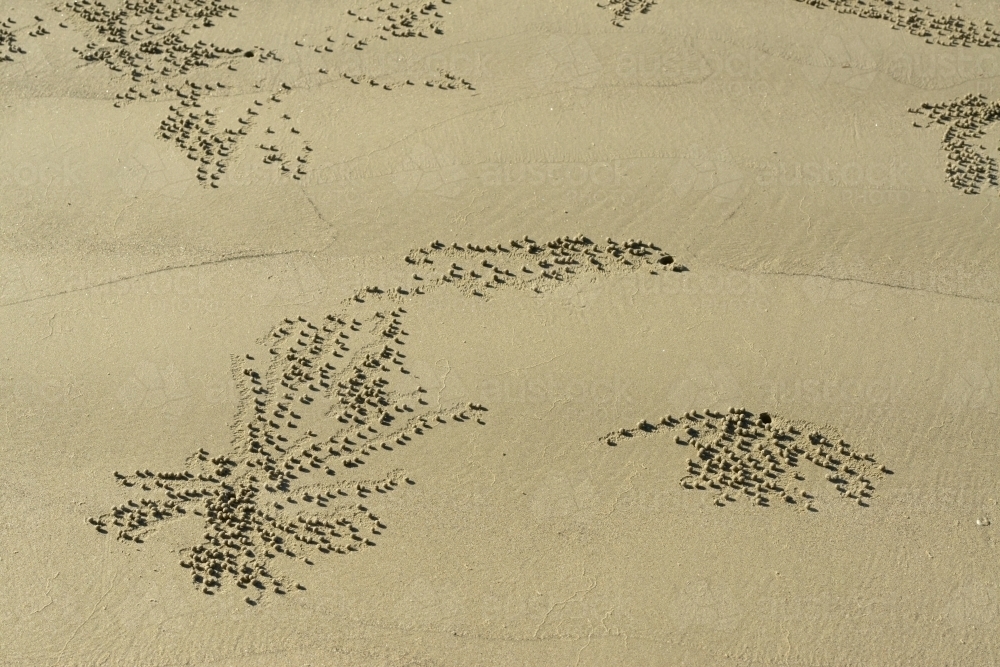 Patterns in the sand caused by crabs - Australian Stock Image
