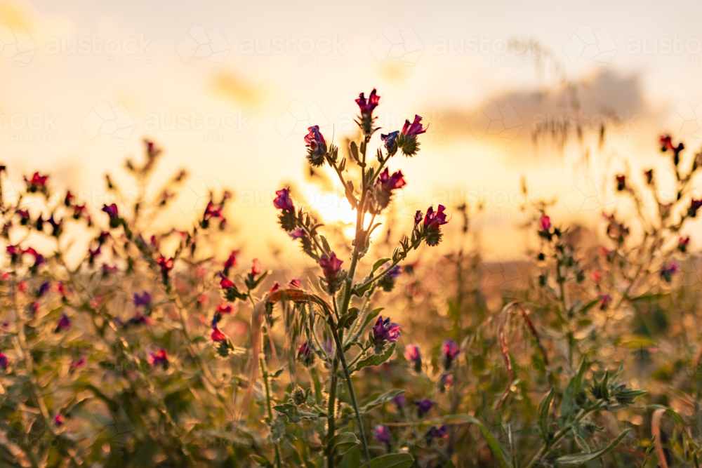 Patterson's Curse purple wildflowers glowing in golden afternoon sunlight - Australian Stock Image