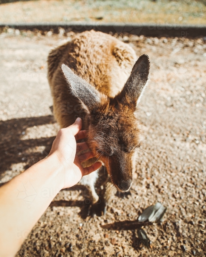 Patting a Kangaroo - Australian Stock Image
