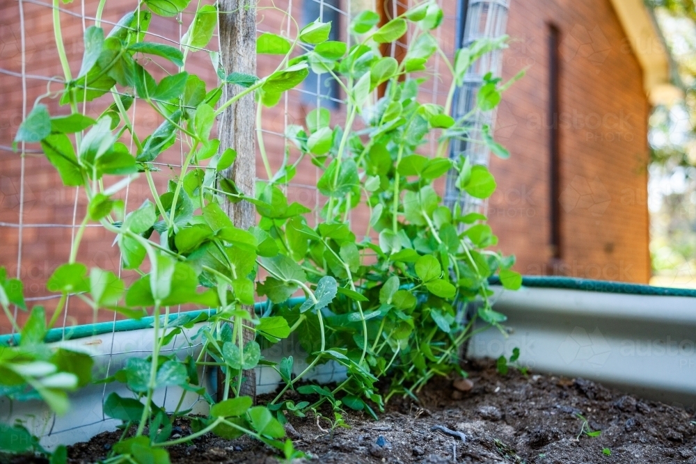 Pea plant growing in home veggie garden - Australian Stock Image