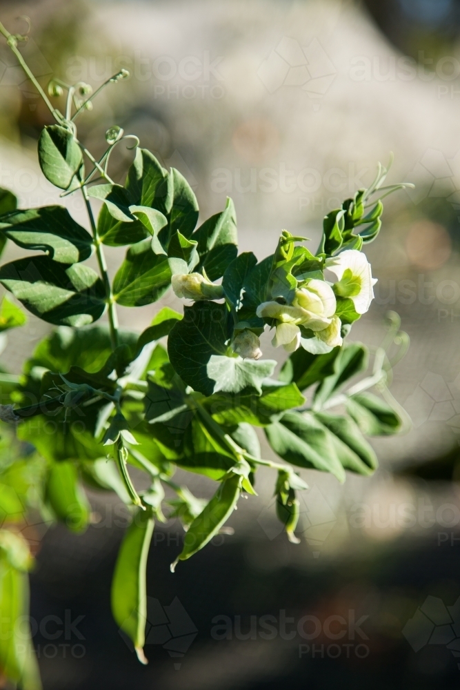 Pea plants flowering in a backyard vegetable garden - Australian Stock Image
