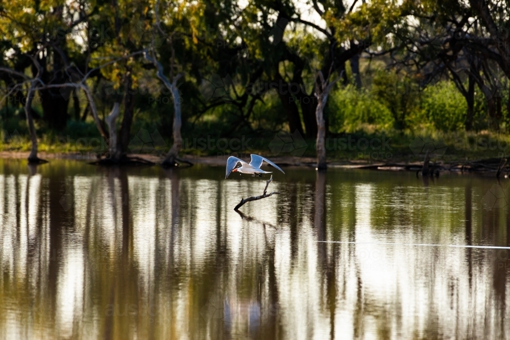 Peaceful lagoon scene with bird flying low over still water and reflections - Australian Stock Image
