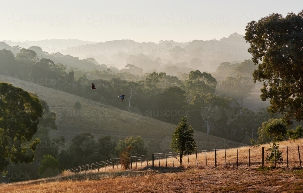 Peaceful Morning Scene at a Farm at Dawn - Australian Stock Image