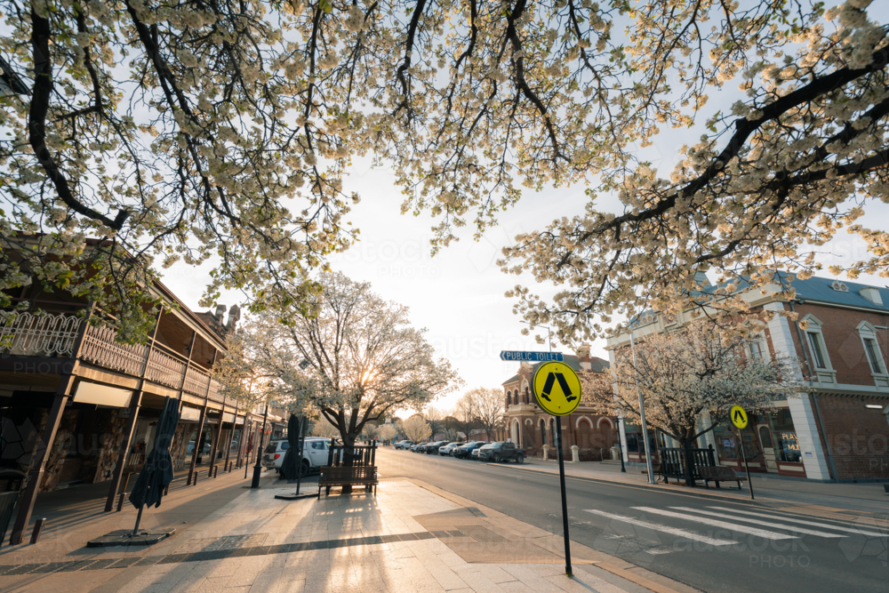 Peaceful street scene with blooming trees and historic buildings in soft afternoon light - Australian Stock Image