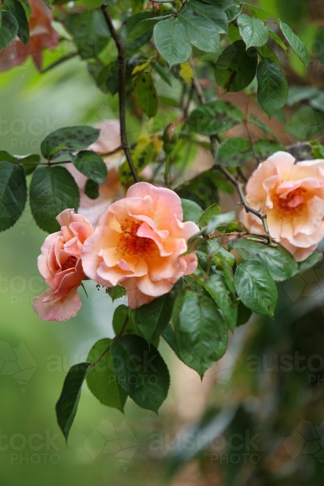 Peach-coloured roses at an open garden - Australian Stock Image