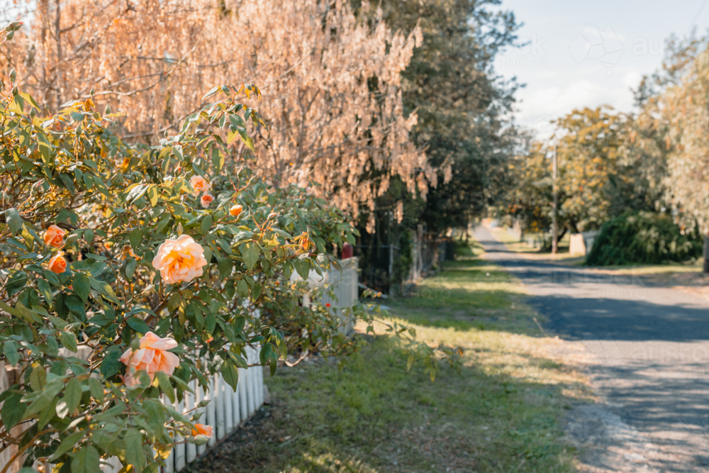 Peach coloured roses blooming along picket fence in laneway - Australian Stock Image