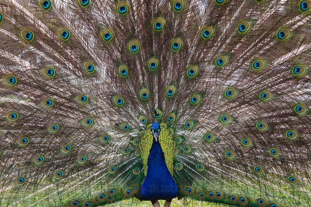 Peacock displaying it's feathers - Australian Stock Image