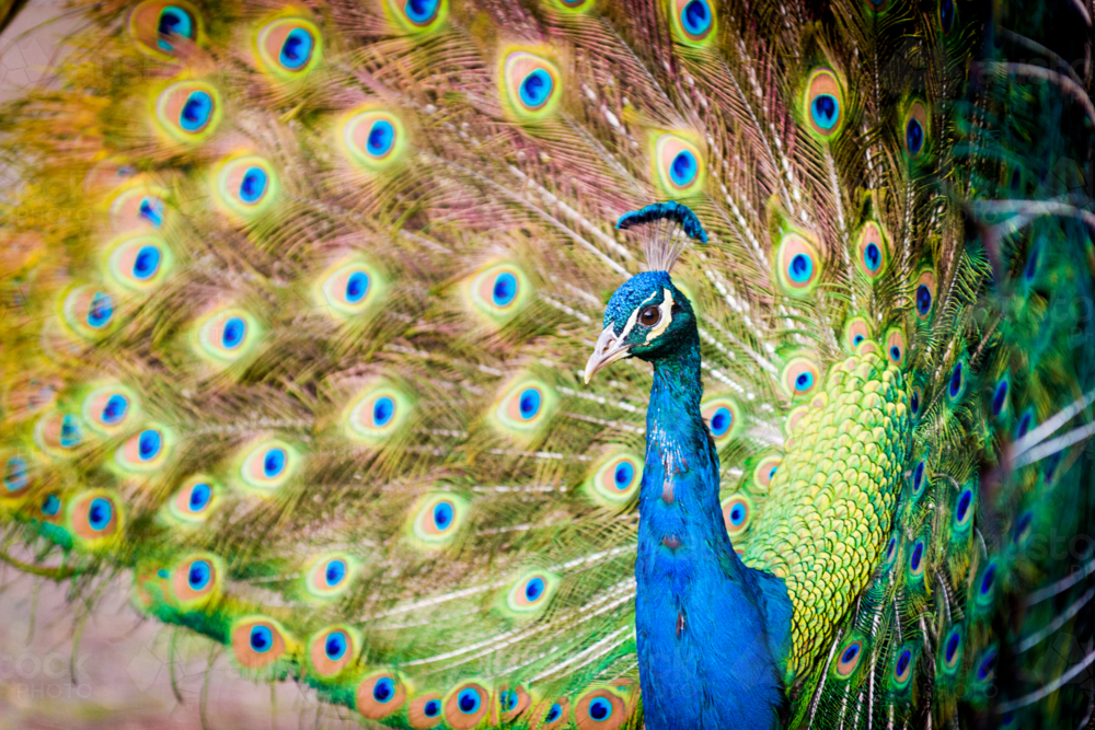 Peacock displaying vibrant tail feathers - Australian Stock Image