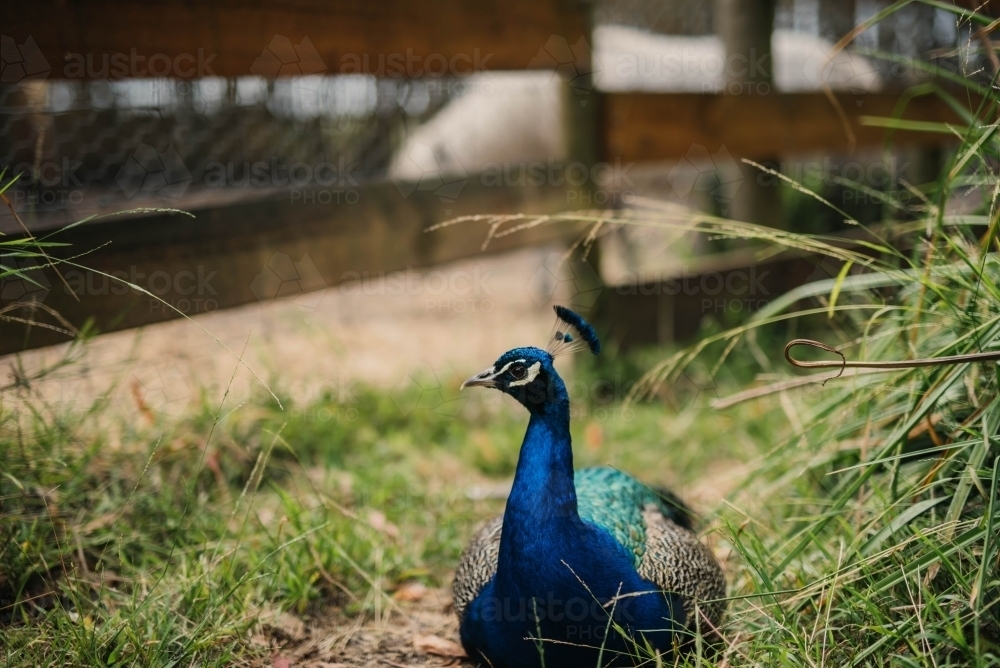Peacock sitting on the ground - Australian Stock Image