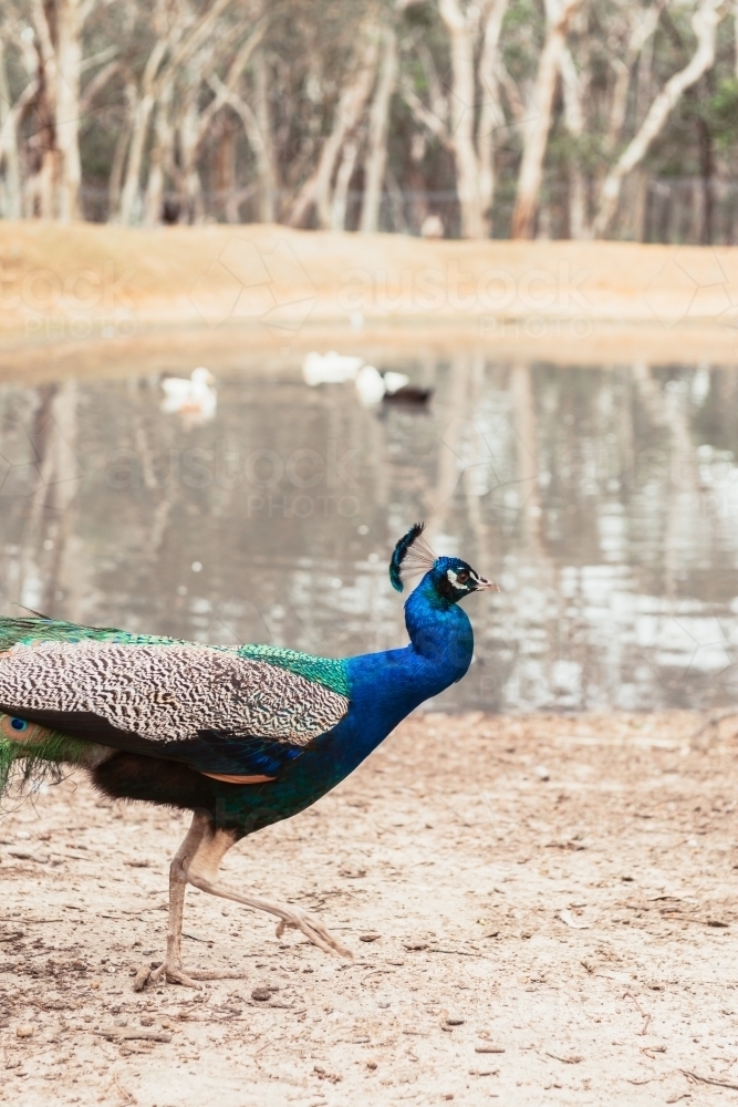 peacock standing out in front of a dam - Australian Stock Image