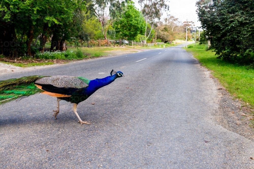 Peacock wandering around a suburban street - Australian Stock Image