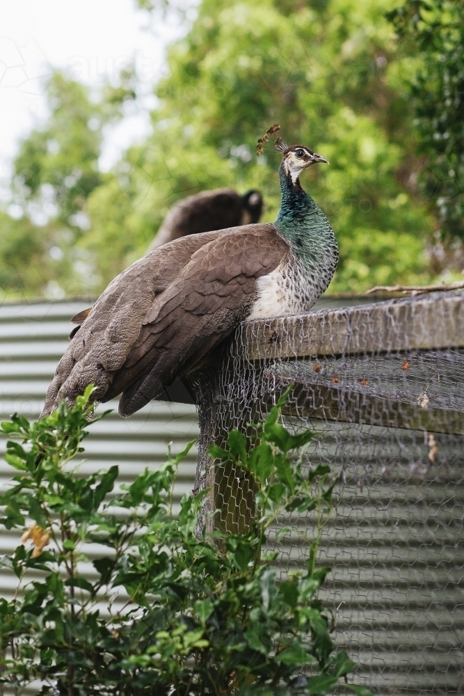 Peahen sitting on corner of coop - Australian Stock Image