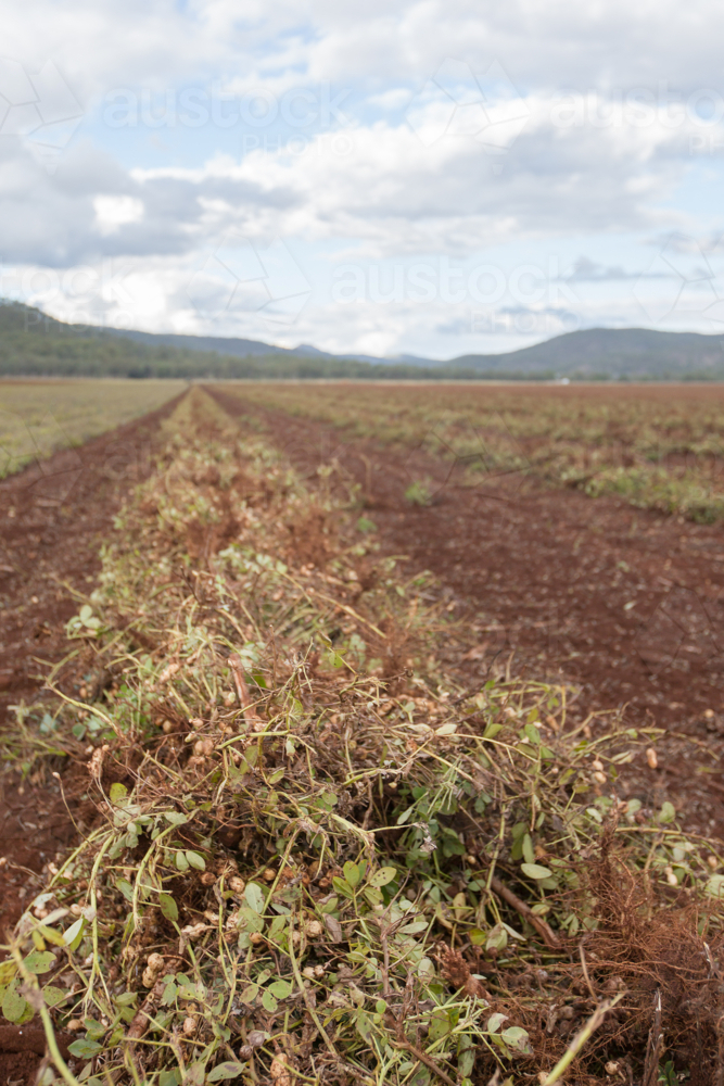 Peanuts freshly dug from the soil and ready to harvest - Australian Stock Image