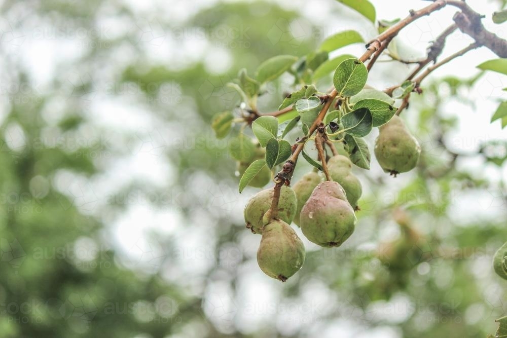 Pears growing on a bough of a pear tree - Australian Stock Image