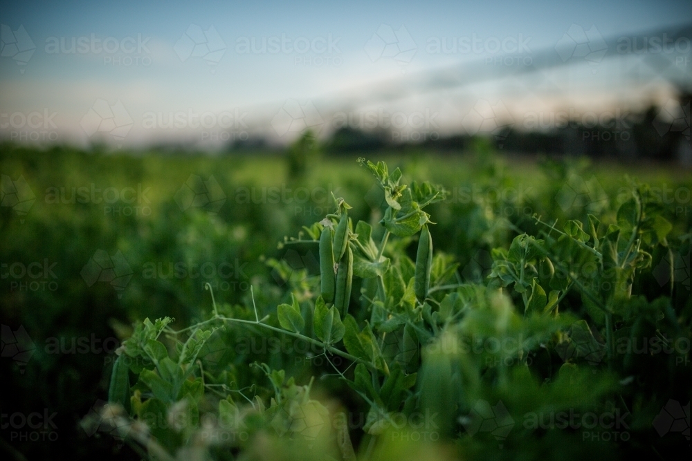 Peas Growing in paddock - Australian Stock Image