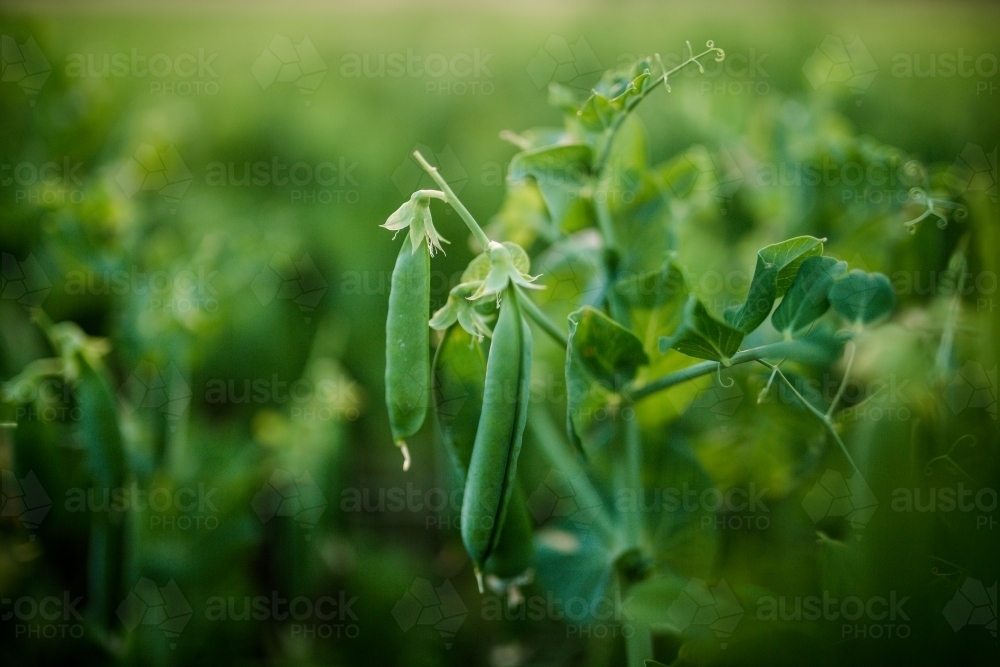 Peas Growing in paddock - Australian Stock Image