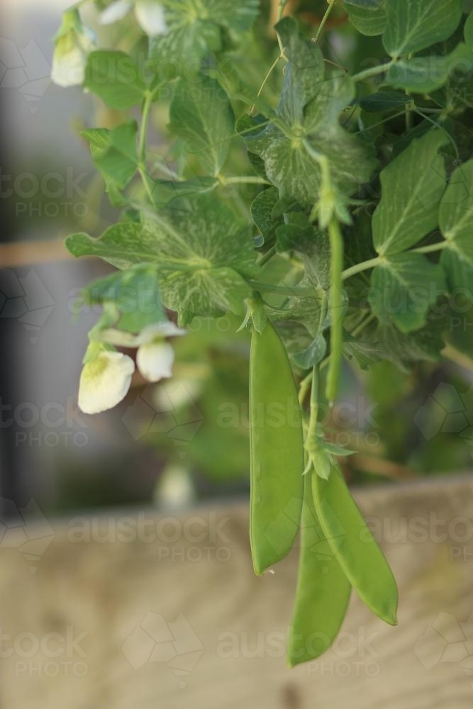 Peas growing in the veggie garden - Australian Stock Image
