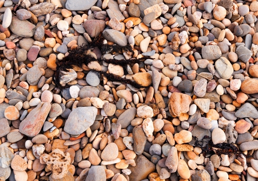 Pebbles and rocks of different sizes on the beach with black seaweed - Australian Stock Image