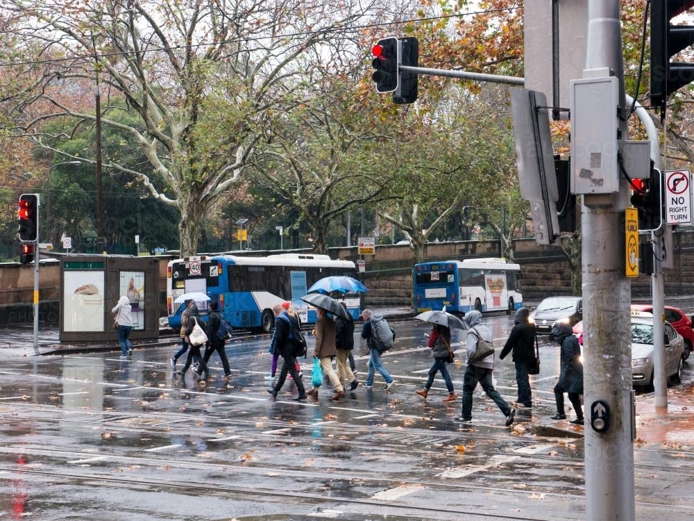Pedestrians with umbrellas crossing at traffic lights on a rainy day - Australian Stock Image