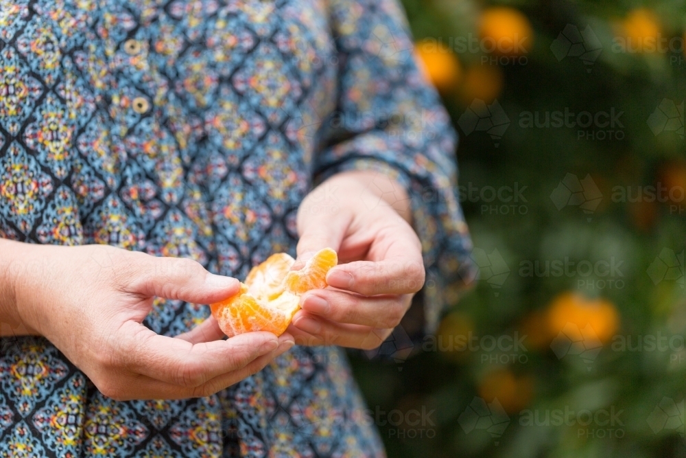 peeling a mandarin - Australian Stock Image