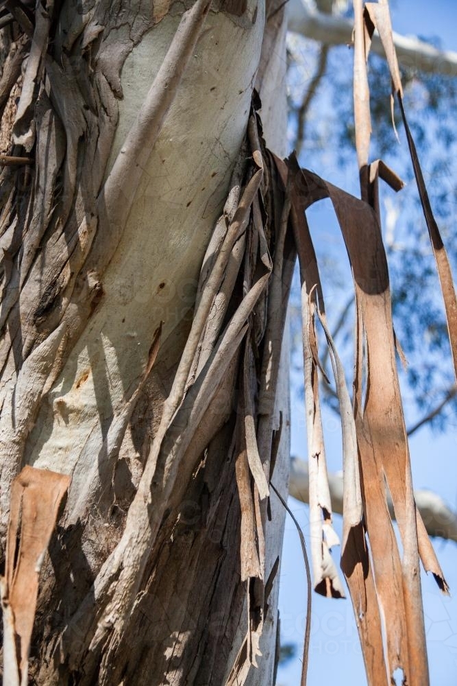 Peeling bark hanging in strips off a gum tree - Australian Stock Image