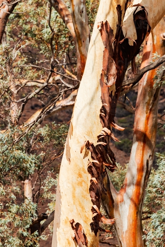 peeling bark on gum tree trunk - Australian Stock Image