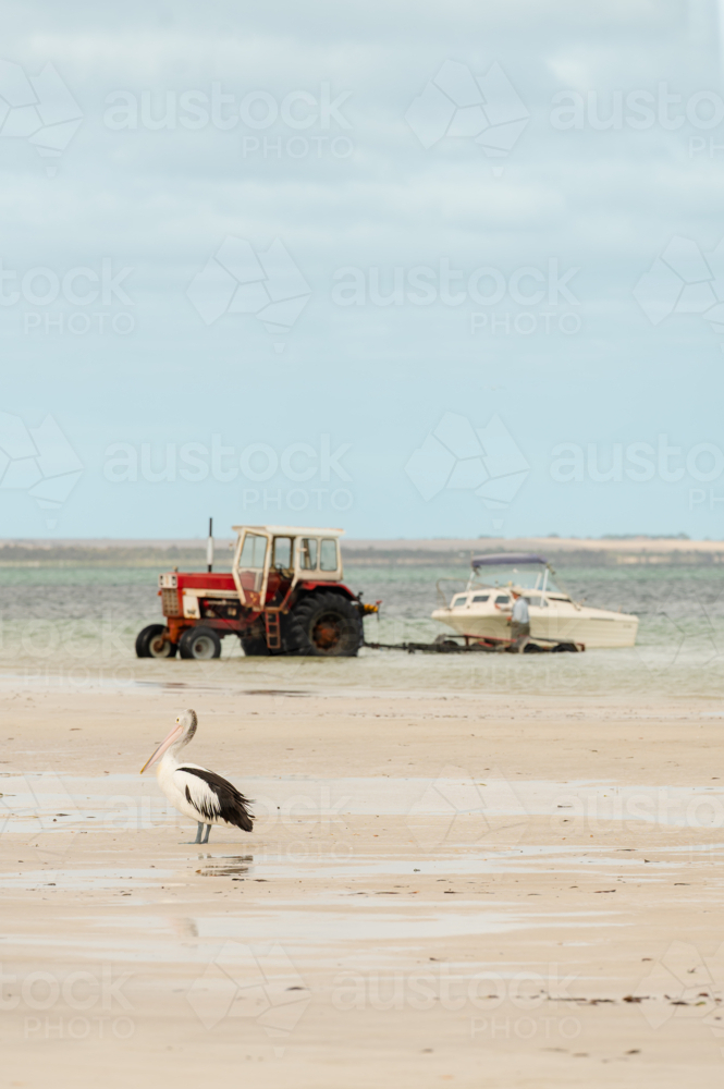 pelican and tractor with boat on wild beach - Australian Stock Image