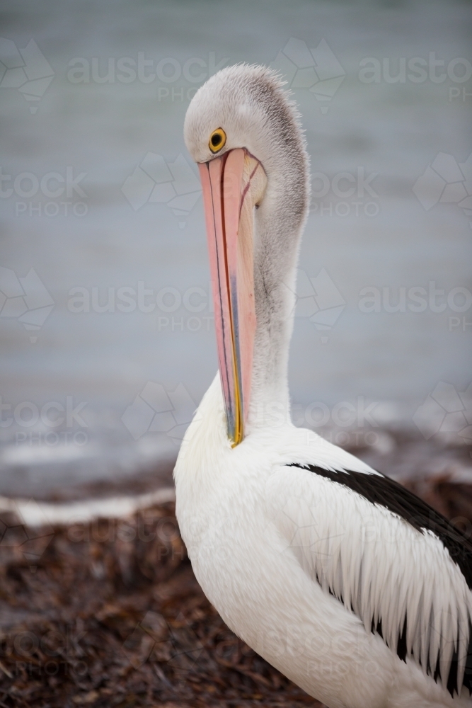 Pelican - Australian Stock Image