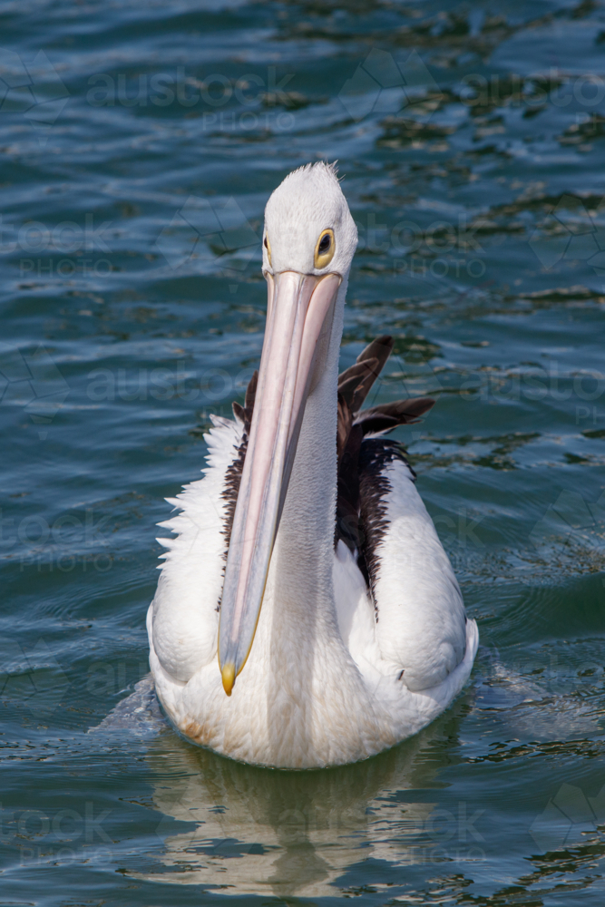 Pelican - Australian Stock Image