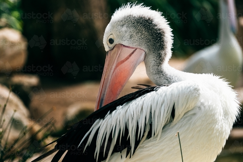 Pelican busy preening its feathers. - Australian Stock Image