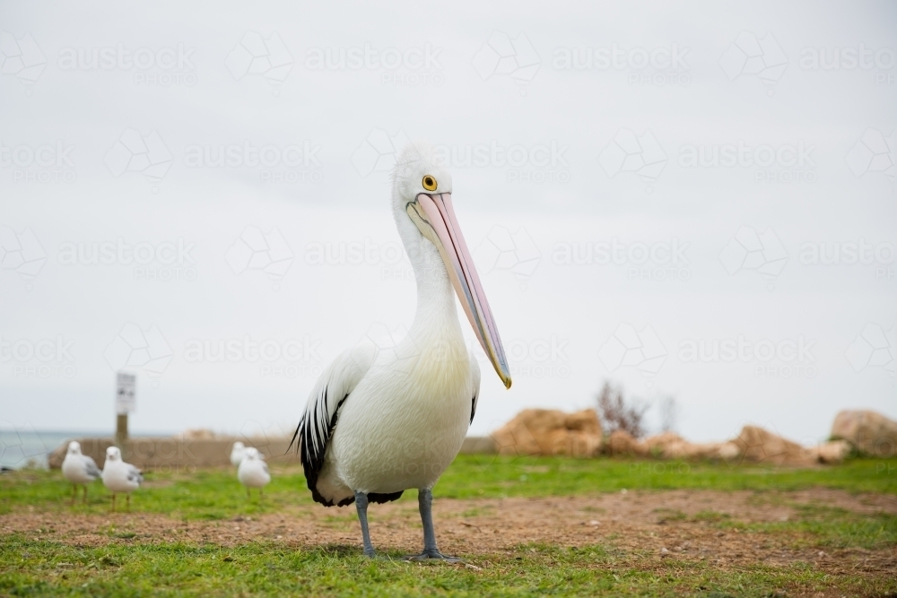 Pelican Close Up on Grass - Australian Stock Image