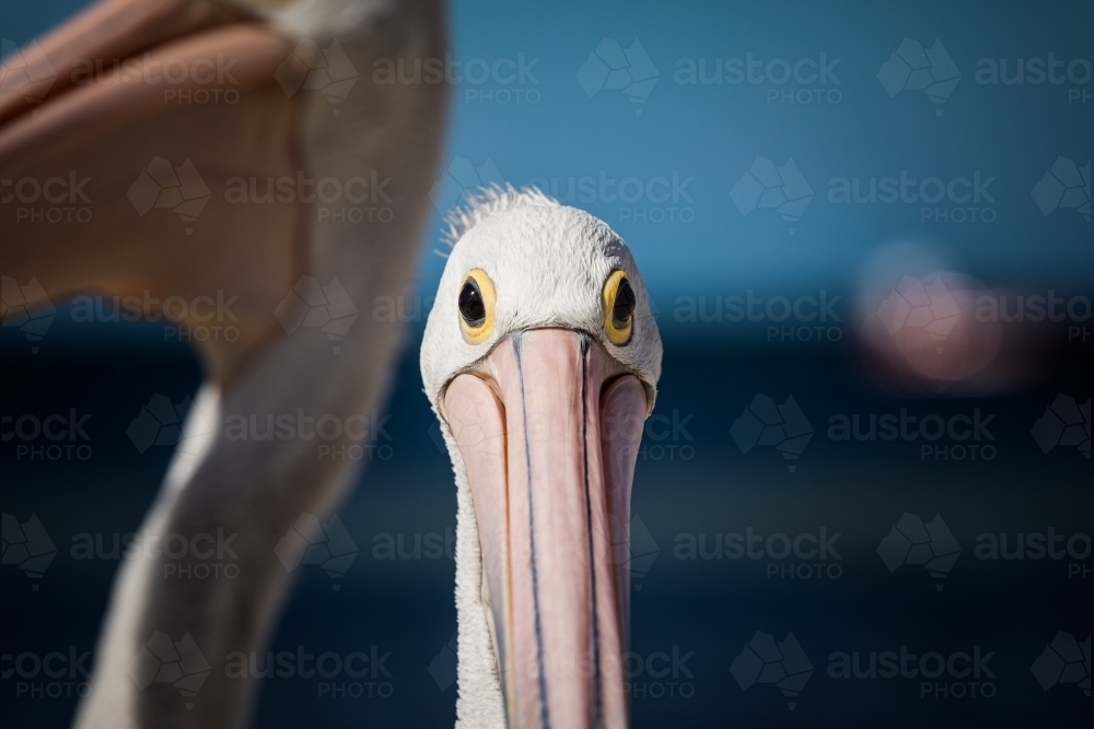 Pelican face - Australian Stock Image