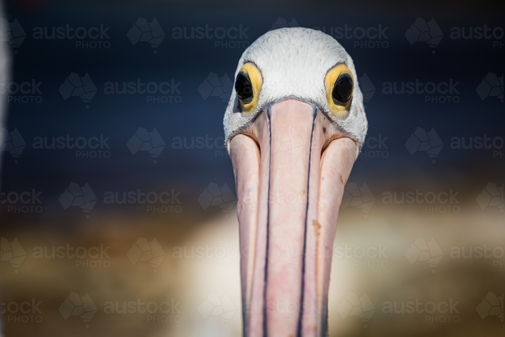 Pelican face - Australian Stock Image