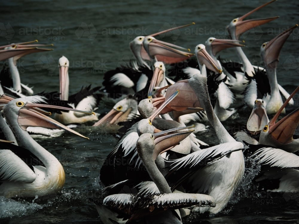 Pelican Feeding at The Entrance NSW - Australian Stock Image