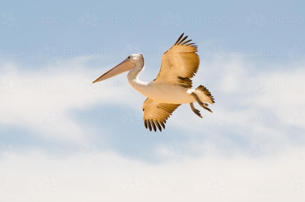 Pelican flying - Australian Stock Image
